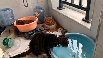 Los grupos de voluntarios llegan