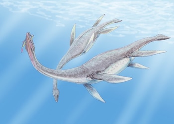 Representación de dos ejemplares de plesiosaurios. (Dmitry Bogdanov/Wikimedia Commons)