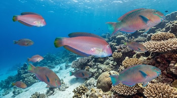 Un arrecife de coral con peces de colores variados en diferentes tamaños nadando entre formaciones de coral y arena en el fondo del mar.