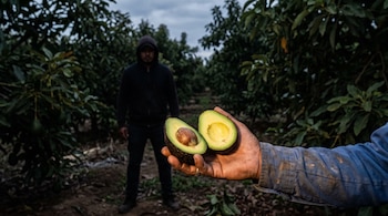Una mano sostiene un aguacate cortado a la mitad en un campo de cultivo, con una persona encapuchada de pie al fondo entre los árboles.