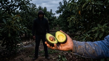 De extorsión a aguacateros hasta ganaderos: los sitios donde opera La Venada, célula del Cártel de los Reyes