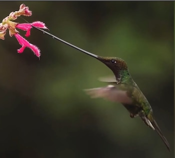 Un colibrí con un pico muy largo y cuerpo verde oscuro libando néctar de una flor tubular rosada. Sus alas están borrosas por el rápido aleteo