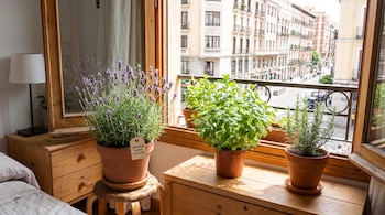 Tres macetas con plantas de lavanda, menta y romero en un alféizar de madera. La maceta de lavanda tiene una etiqueta de "LAVANDA CONTRA CHINCHES".