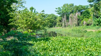 3,6 millones de hectáreas de