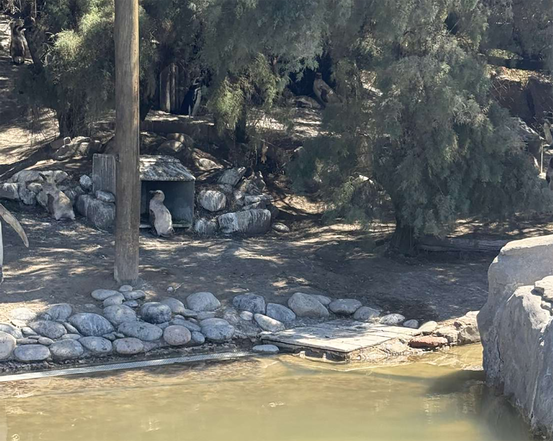 En un día soleado, varios pingüinos se mueven entre las rocas, el agua y la sombra de los árboles en su hábitat, reflejando un momento de su vida diaria.