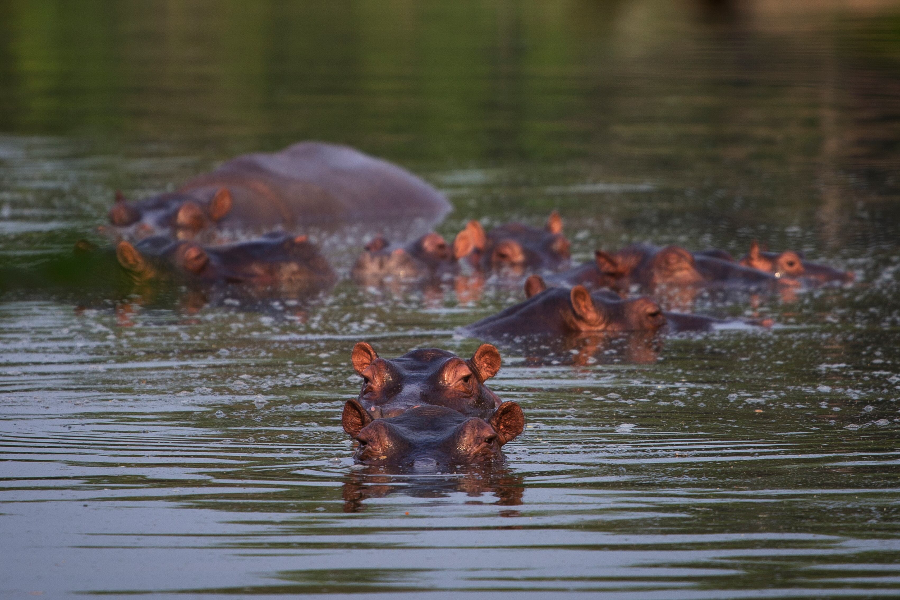 Propuestas internacionales de traslado, presentadas por India, México, Filipinas y Ecuador, no avanzaron por falta de gestión estatal en Colombia - crédito Iván Valencia/AP