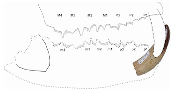 El análisis sitúa al depredador