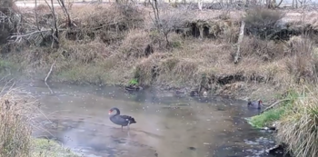 Un cisne negro de pie en un arroyo poco profundo con leve vapor y vegetación en la orilla