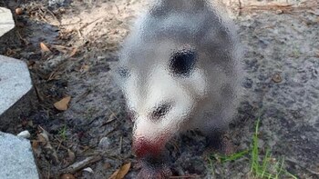 Golpean brutalmente a zarigüeya (Foto: