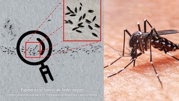 La herramienta, diseñada por especialistas en epidemiología y matemáticas, utiliza tecnología de análisis de imágenes para agilizar la vigilancia sanitaria y prevenir el aumento de casos de dengue en territorio nacional | (Crédito: Infobae México)