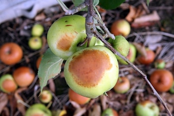 ARCHIVO - Las manchas marrones