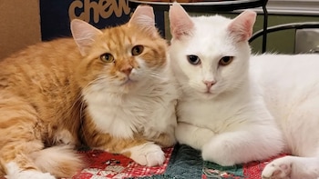 Los gatos superaron el sarna