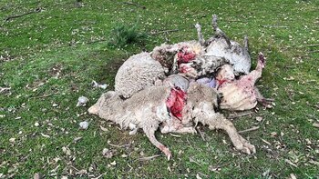 Cada ovino tienen un valor