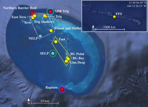 Este registro visual pone de relieve cómo la presencia de presas estacionales influye en el delicado equilibrio ecológico, mostrando tanto la estabilidad como la vulnerabilidad de las comunidades marinas frente a cambios en la disponibilidad de alimento (University of Hawaii)