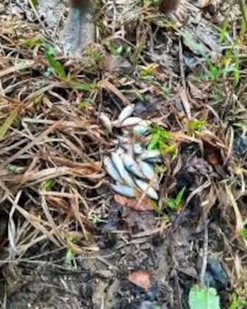 Decenas de peces aparecieron en calles, patios y espacios abiertos de la aldea Centro Poblado tras las lluvias en Honduras.
