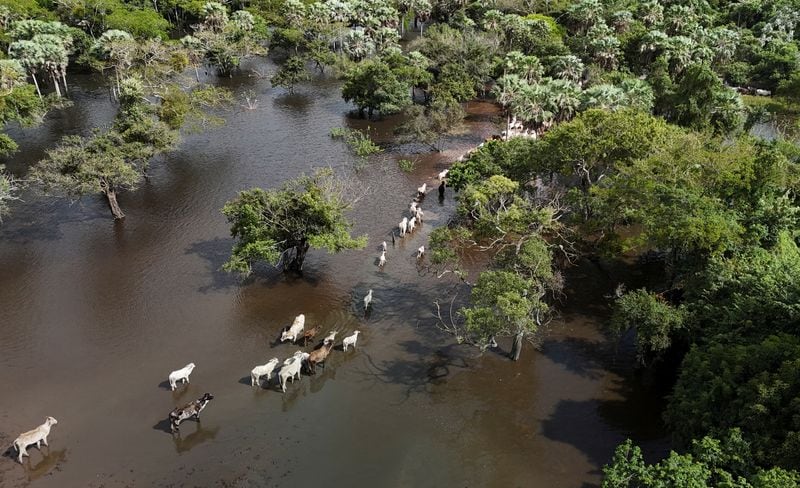 Sacar a la hacienda de las zonas anegadas o inundadas es solo el primer desafío
REUTERS/Ipa Ibanez