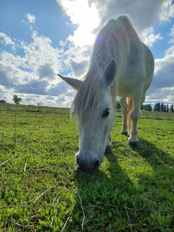 Otra imagen de Carlitos (Facebook)