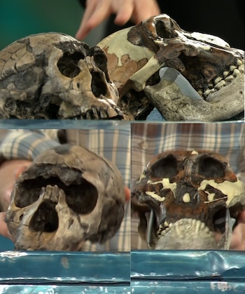 Réplicas de cráneo que el