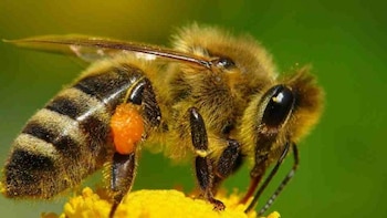 Por que as “abelhas abutre”