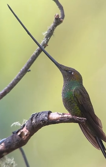 Primer plano de un colibrí verde y marrón con un pico negro extremadamente largo y delgado, posado en una rama seca