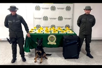 Este es Graco, el perrito