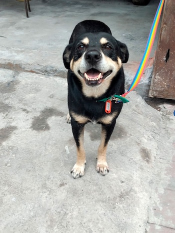 Negro en adopcion - Diego