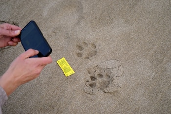 Huellas de uno de los