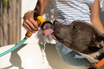 Un perro bebiendo agua de una manguera.