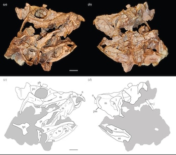 Photographs and anatomical drawings of the skull of Eosphorosuchus lacrimosa, viewed from the right/bottom (a, c) and the top/left (b, d).