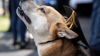 Las 6 razones por las