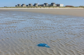 A jellyfish lies on the shore near the Gravelines nuclear power plant in Gravelines, northern France on August 11, 2026. A nuclear plant in northern France shut down three reactors after a swarm of jellyfish clogged pumps used to cool the units, energy group EDF said on August 11, 2026. Three reactors were taken offline on August 10, 2026 and output at a fourth was cut by half, EDF said in a statement, leaving just one operating at full capacity. (Photo by Sameer Al-DOUMY / AFP)