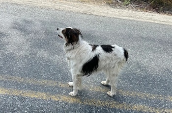 Gita, la perra que fue encontrada por el agente Colton Wright en el condado de Steven, en Washington. (Steven's County Sheriff/Facebook)