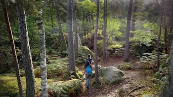 Fontainebleau enfrenta una recuperación de hasta 30 años tras los incendios