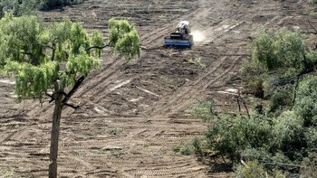 Casi la mitad de los bosques del mundo se han perdido en los últimos 8000 años debido principalmente a las actividades humanas