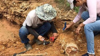Recuperación del colmillo de mastodonte.