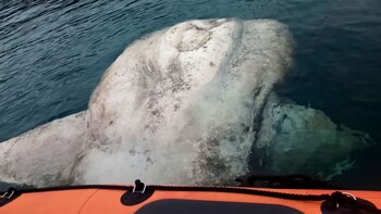 Gomes-Pereira estimó que la criatura