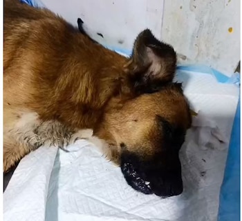 Primer plano de Camote, un perro de pelaje marrón y negro, recostado sobre almohadillas blancas, con la cabeza y parte superior del cuerpo visibles, mostrando signos de lesión