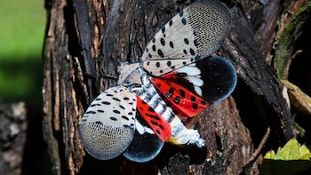 Primer plano de un insecto linterna jaspeada sobre un tronco de árbol, mostrando sus alas delanteras grises con puntos negros y alas traseras rojas y negras