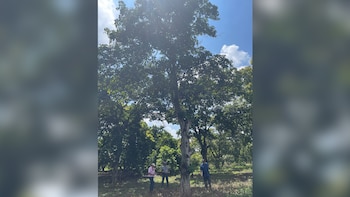 Tres hombres de pie bajo un gran árbol de hojas verdes en un terreno con vegetación seca. Cielo azul con nubes blancas