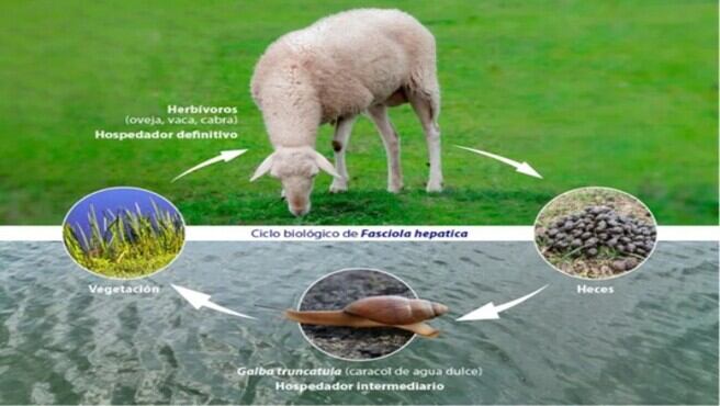 La enfermedad también afecta al ganado y se propaga a través de cultivos como lechuga, alfalfa o berros silvestres infectadas. (UCOM)