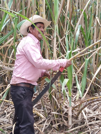 Para acceder al programa en 2026 se exige ser persona física con actividad agrícola, estar inscrito en el padrón oficial y contar con los documentos requeridos. (X/ @para_region)