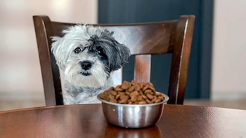 Perro blanco y negro con hocico blanco sentado en una silla de madera oscura frente a un cuenco metálico lleno de alimento balanceado sobre una mesa de madera