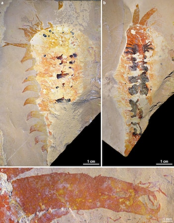Fósil de Megachelicerax cousteaui en tonos anaranjados y amarillos, incrustado en una roca clara. Se observan dos partes del holotipo y un detalle de las quelíceras