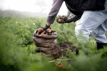 Campesinos trabajan en sus parcelas