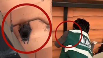 Murciélago apareció en un colegio de Cajamarca y fue rescatado por SERFOR: ¿qué hacer si uno entra a casa?
