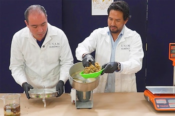 En cantidades dispersas el sargazo