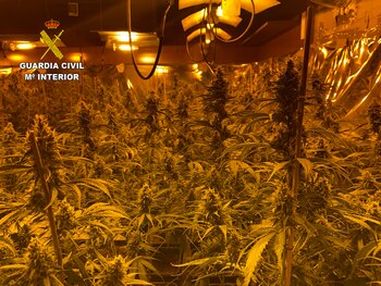 04-09-2021 Plantación de marihuana en