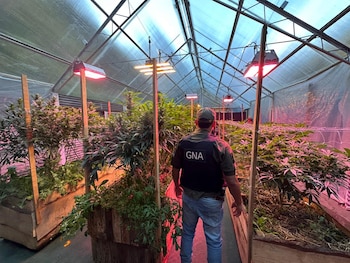 Ocho personas quedaron vinculadas a la causa judicial en Bariloche, acusadas de integrar una organización de cultivo y comercialización de drogas