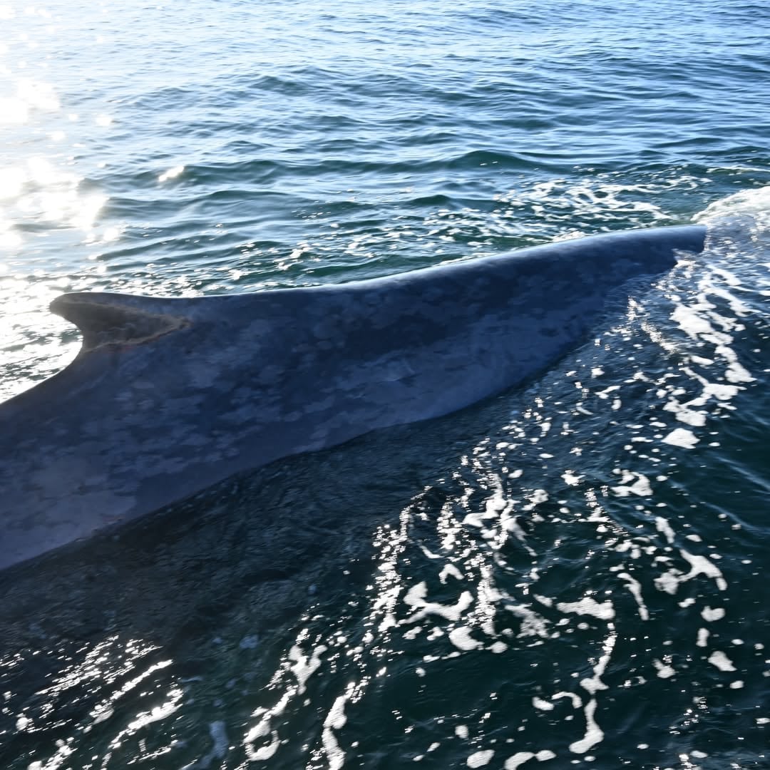 Analía San Leandro grabó el momento en que la ballena azul nadó junto a la embarcación