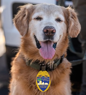 Un perro Golden Retriever de color dorado claro con un collar verde y una insignia de policía de Jacksonville cuelga de su cuello, mirando a la cámara con la lengua fuera